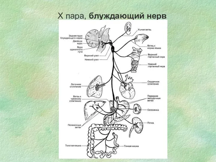 X пара, блуждающий нерв