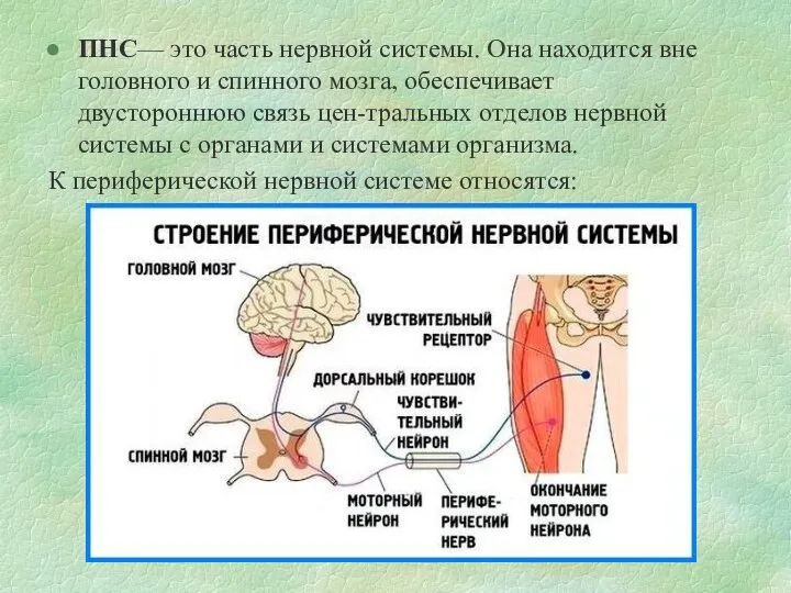 ПНС— это часть нервной системы. Она находится вне головного и спинного