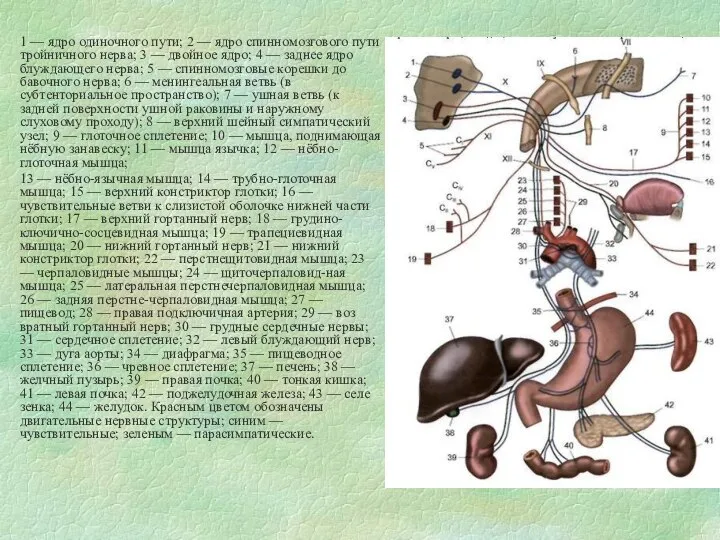 1 — ядро одиночного пути; 2 — ядро спинномозгового пути тройничного