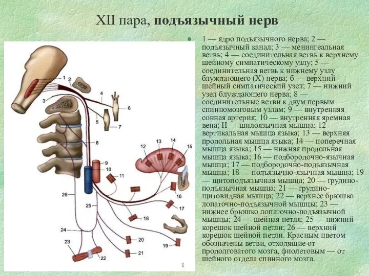 XII пара, подъязычный нерв 1 — ядро подъязычного нерва; 2 —