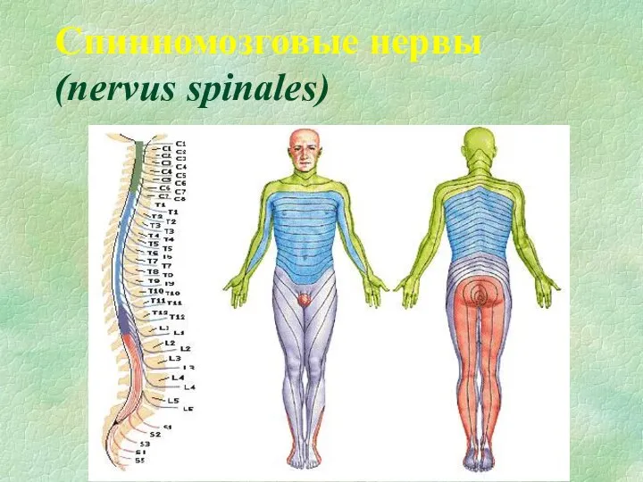 Спинномозговые нервы (nervus spinales)