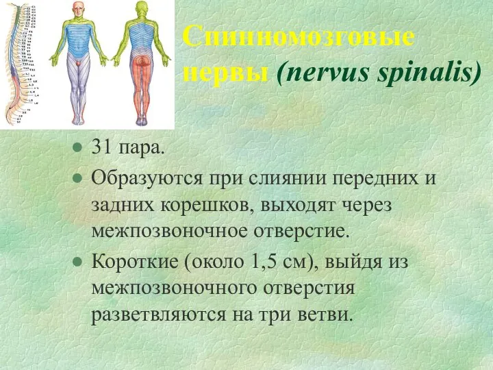 Спинномозговые нервы (nervus spinalis) 31 пара. Образуются при слиянии передних и