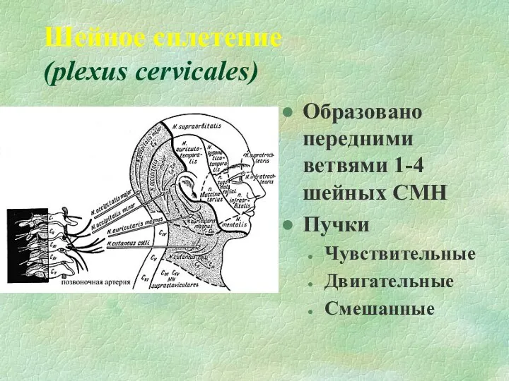 Шейное сплетение (plexus cervicales) Образовано передними ветвями 1-4 шейных СМН Пучки Чувствительные Двигательные Смешанные
