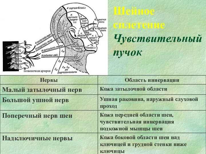 Шейное сплетение Чувствительный пучок