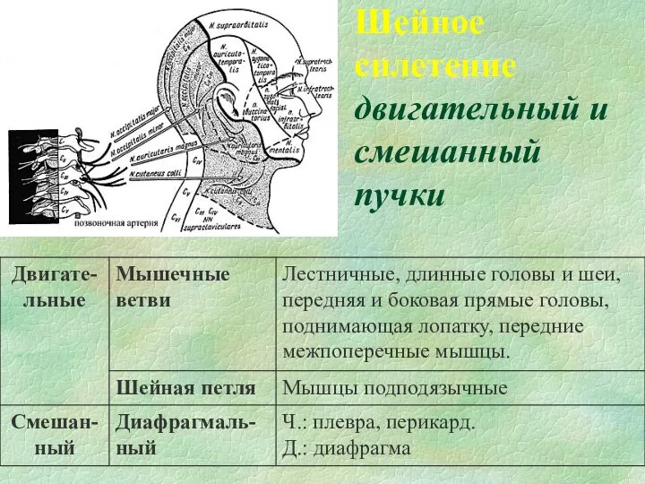 Шейное сплетение двигательный и смешанный пучки