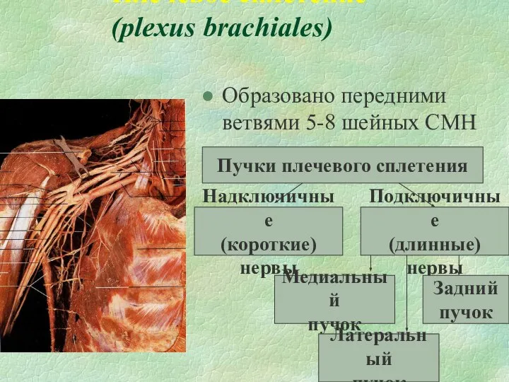 Плечевое сплетение (plexus brachiales) Образовано передними ветвями 5-8 шейных СМН Пучки