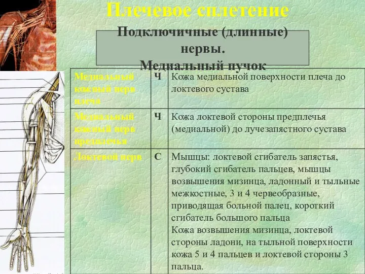 Плечевое сплетение Подключичные (длинные) нервы. Медиальный пучок