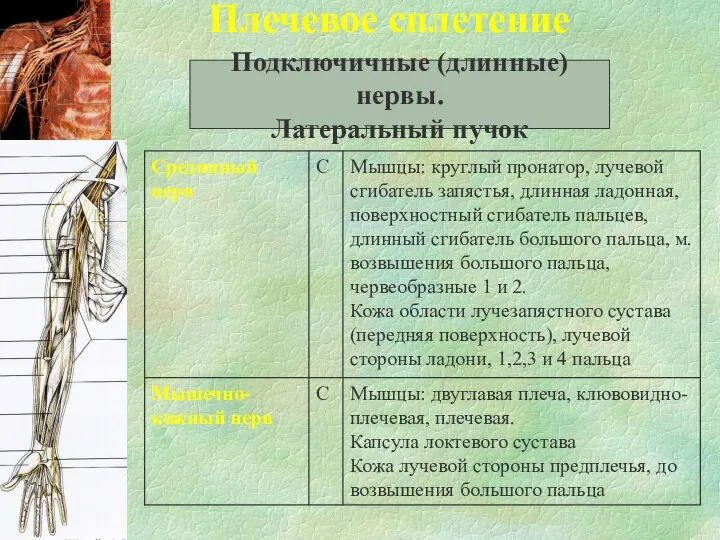 Плечевое сплетение Подключичные (длинные) нервы. Латеральный пучок