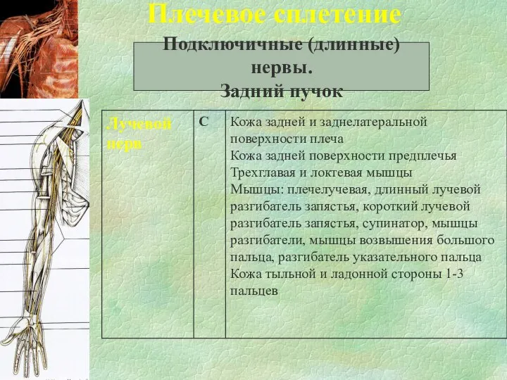 Плечевое сплетение Подключичные (длинные) нервы. Задний пучок