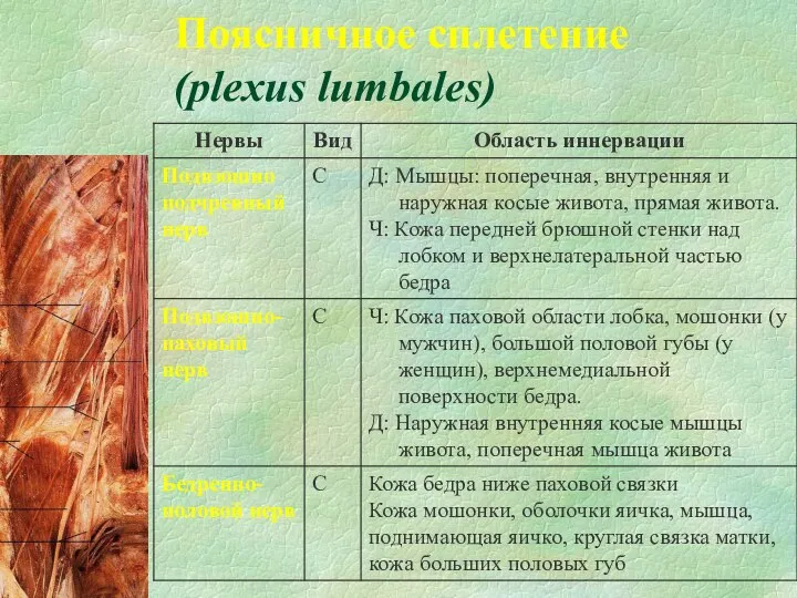 Поясничное сплетение (plexus lumbales)