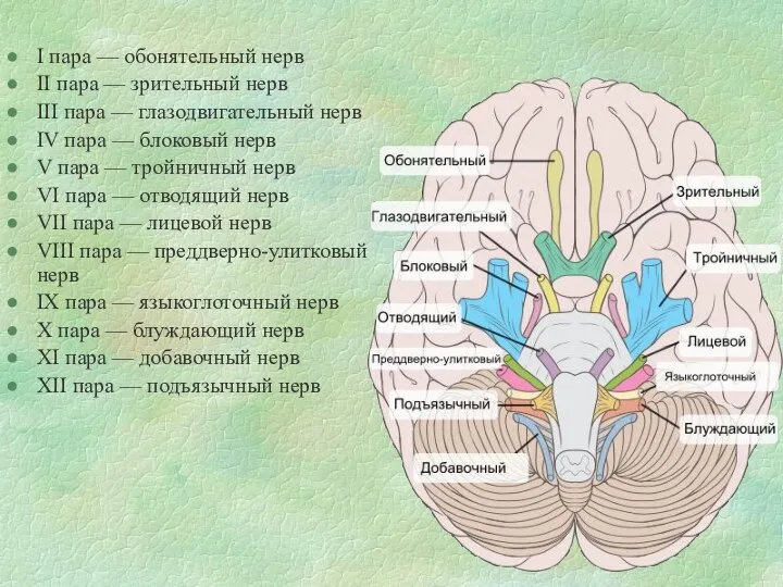 I пара — обонятельный нерв II пара — зрительный нерв III