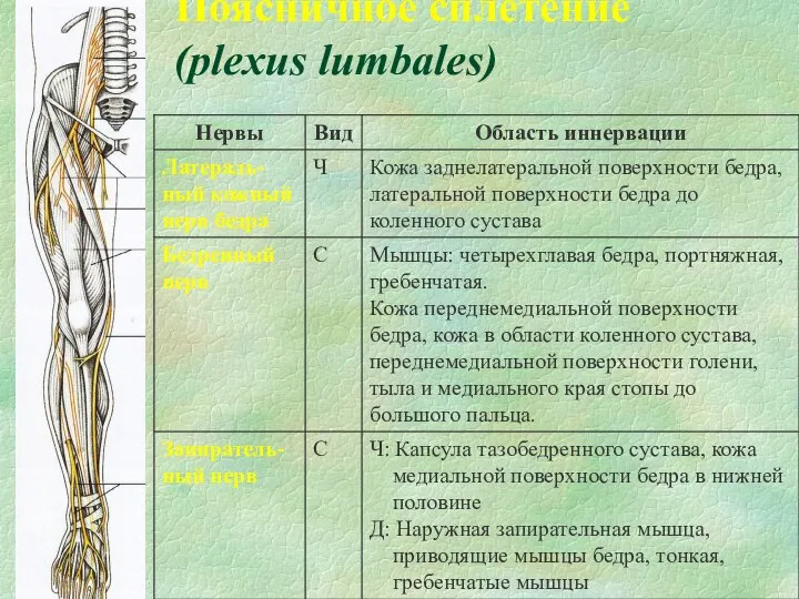 Поясничное сплетение (plexus lumbales)