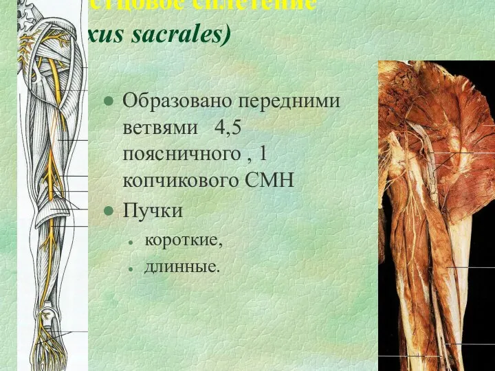 Крестцовое сплетение (plexus sacrales) Образовано передними ветвями 4,5 поясничного , 1 копчикового СМН Пучки короткие, длинные.