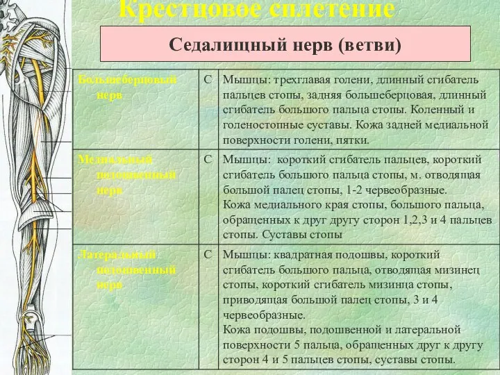 Крестцовое сплетение Седалищный нерв (ветви)