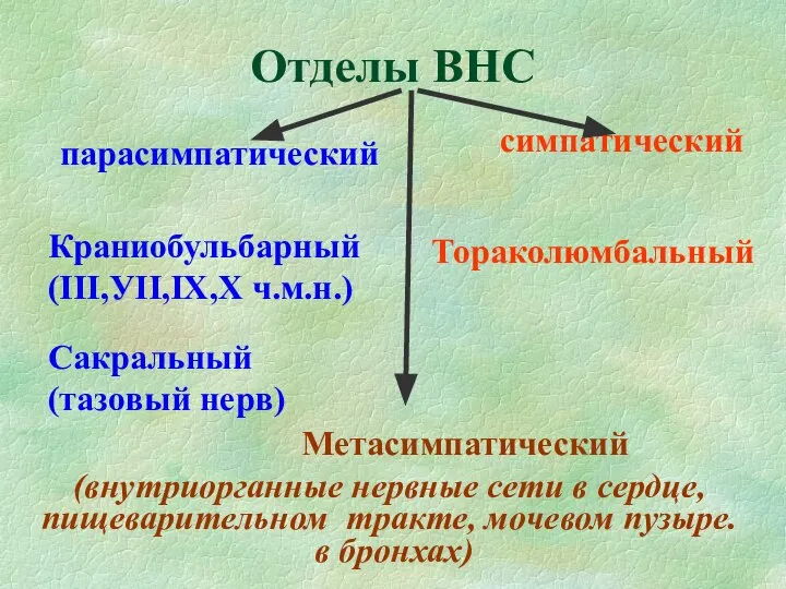 Отделы ВНС парасимпатический симпатический Краниобульбарный (ІІІ,УІІ,ІХ,Х ч.м.н.) Сакральный (тазовый нерв) Тораколюмбальный