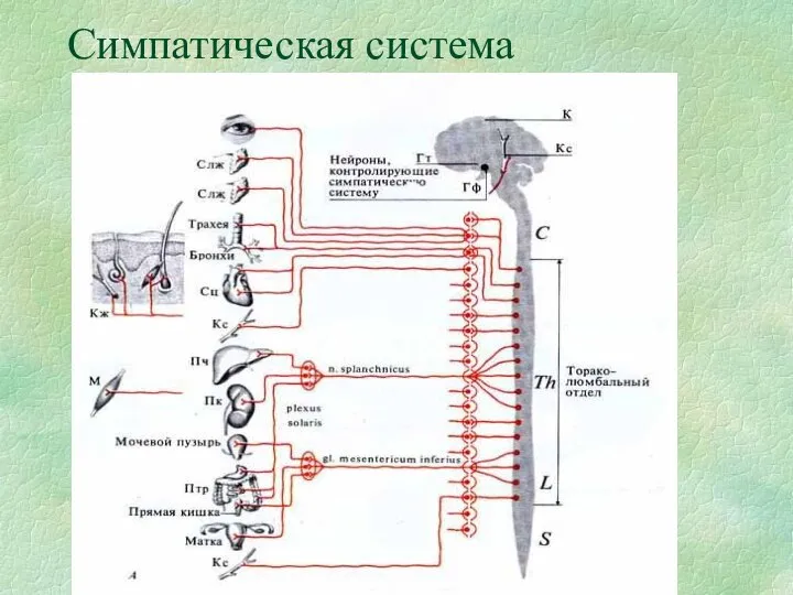 Симпатическая система