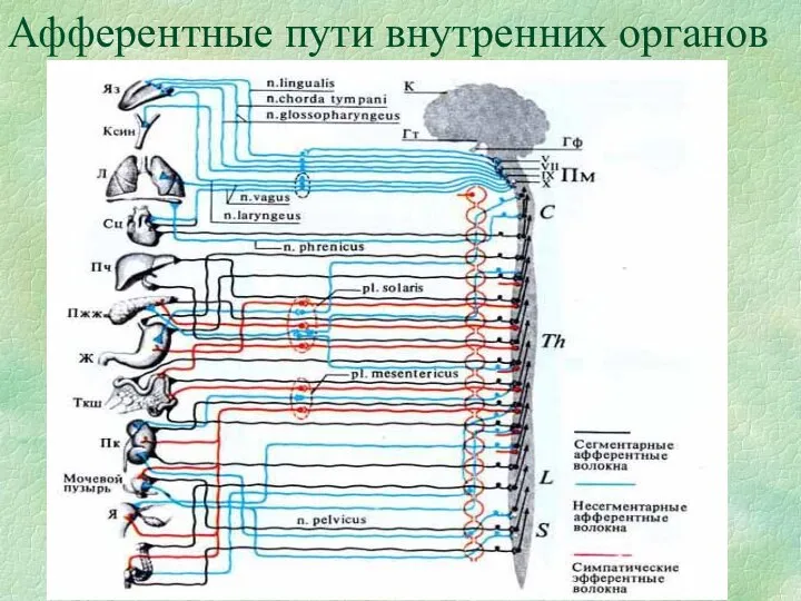 Афферентные пути внутренних органов