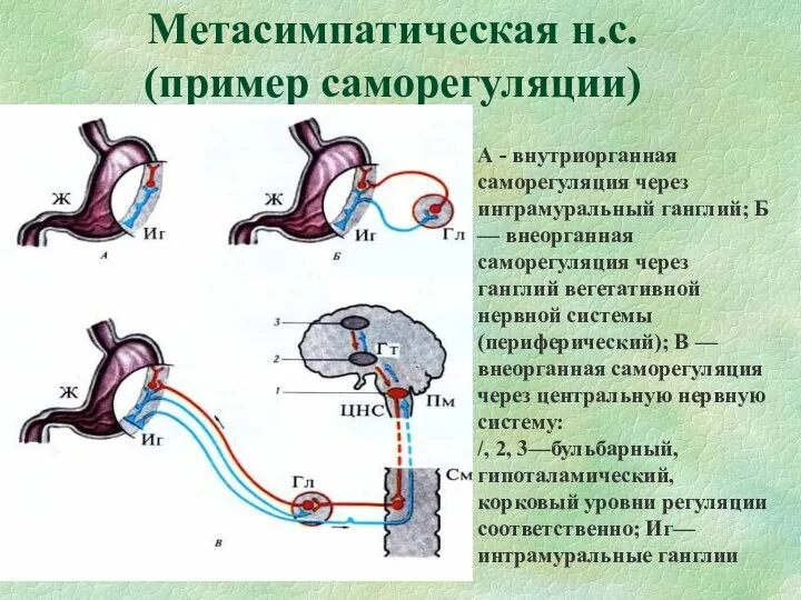 Метасимпатическая н.с. (пример саморегуляции) А - внутриорганная саморегуляция через интрамуральный ганглий;