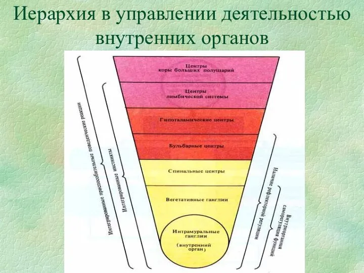 Иерархия в управлении деятельностью внутренних органов