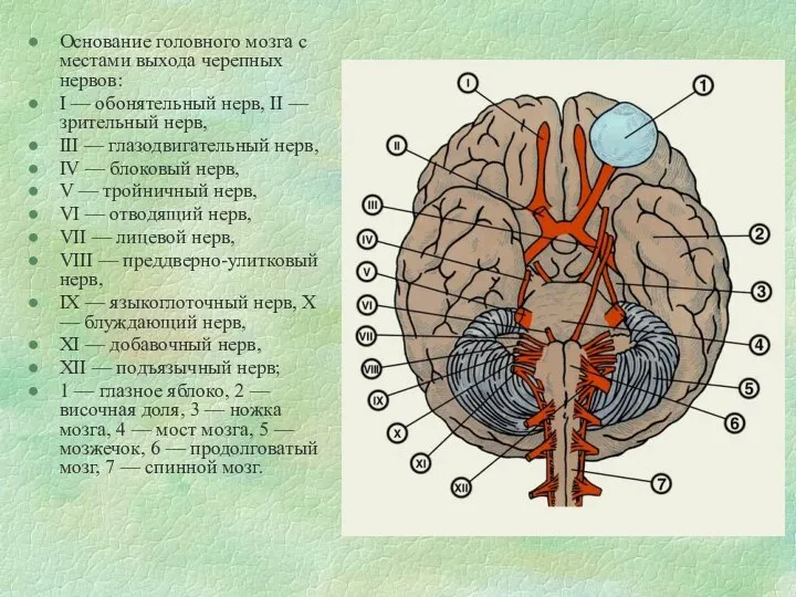 Основание головного мозга с местами выхода черепных нервов: I — обонятельный