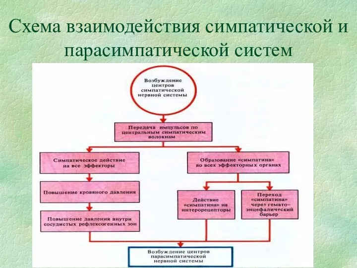 Схема взаимодействия симпатической и парасимпатической систем