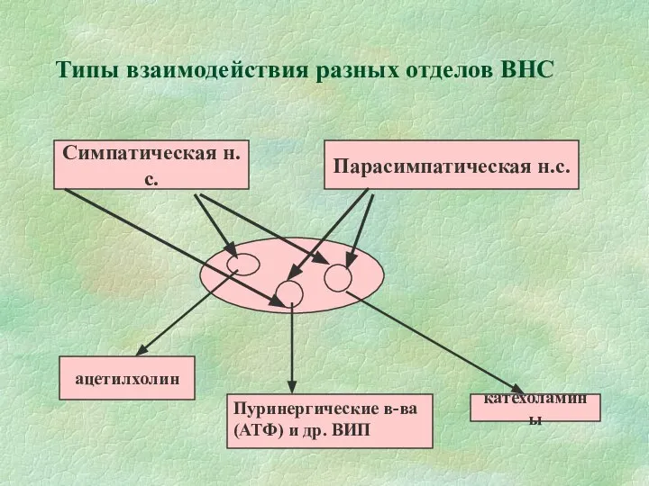 Типы взаимодействия разных отделов ВНС Симпатическая н.с. Парасимпатическая н.с. ацетилхолин катехоламины