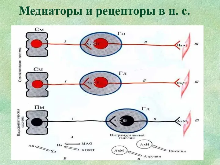 Медиаторы и рецепторы в н. с.