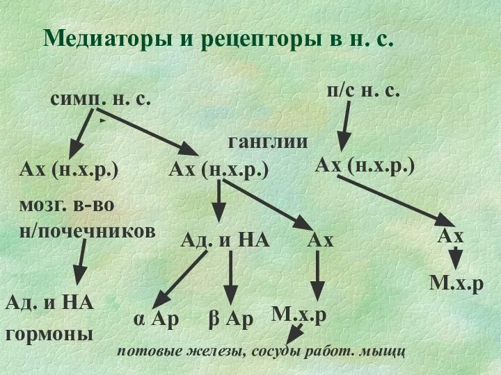 Медиаторы и рецепторы в н. с. симп. н. с. Ах (н.х.р.)