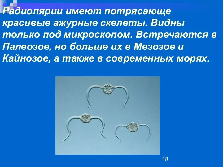 Радиолярии имеют потрясающе красивые ажурные скелеты. Видны только под микроскопом. Встречаются