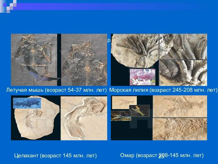 Летучая мышь (возраст 54-37 млн. лет) Летучая мышь (возраст 54-37 млн.