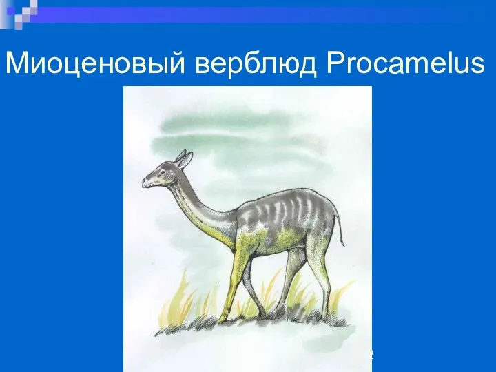 Миоценовый верблюд Procamelus