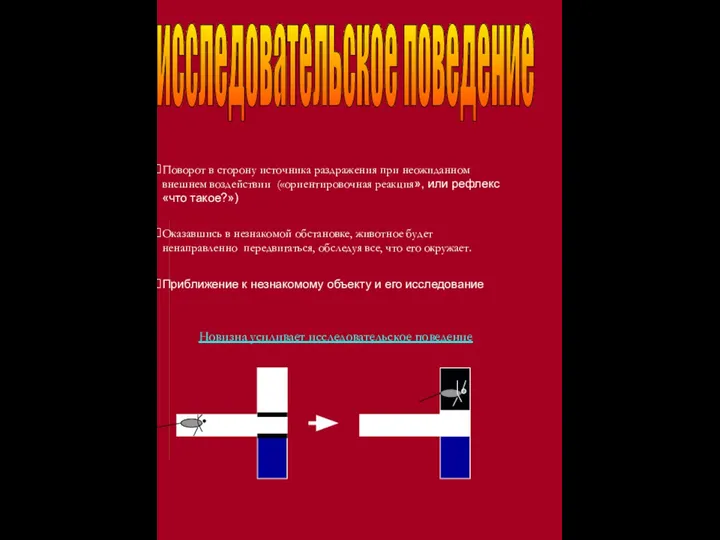 исследовательское поведение Оказавшись в незнакомой обстановке, животное будет ненаправленно передвигаться, обследуя