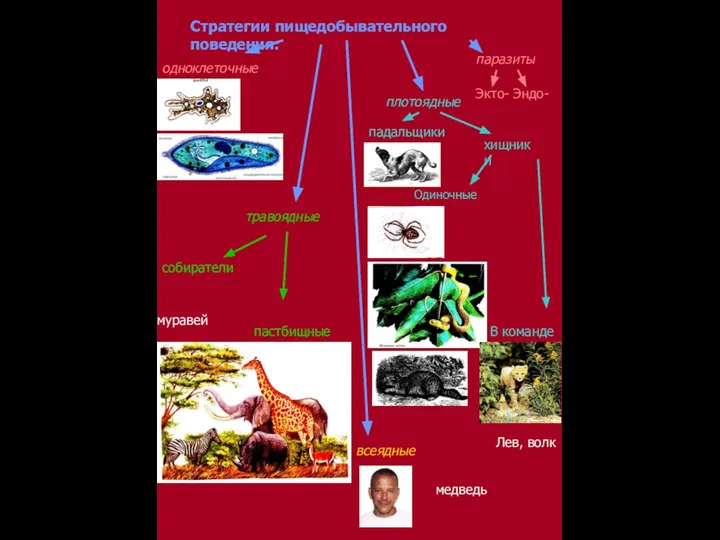 Стратегии пищедобывательного поведения: одноклеточные паразиты травоядные плотоядные всеядные Экто- Эндо- собиратели