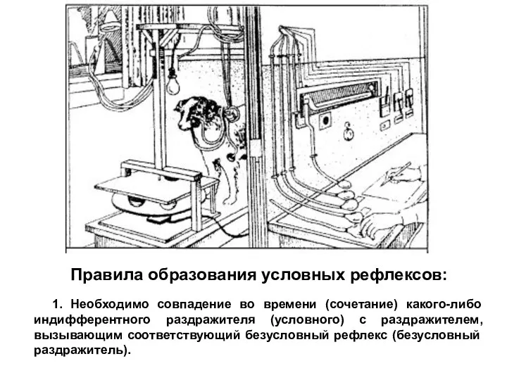 Правила образования условных рефлексов: 1. Необходимо совпадение во времени (сочетание) какого-либо