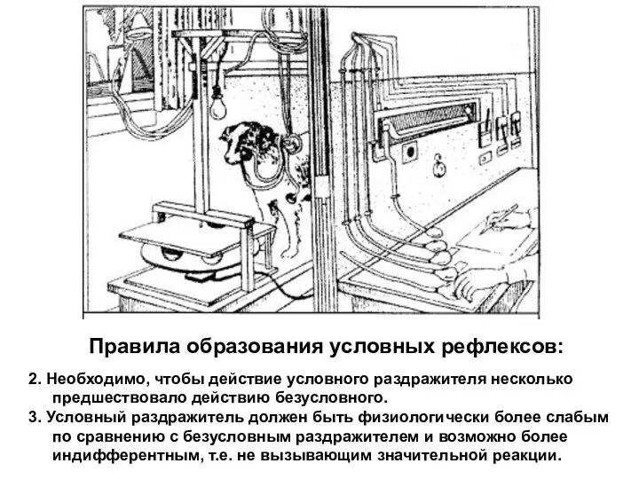 Правила образования условных рефлексов: 2. Необходимо, чтобы действие условного раздражителя несколько