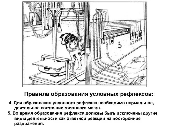 Правила образования условных рефлексов: 4. Для образования условного рефлекса необходимо нормальное,