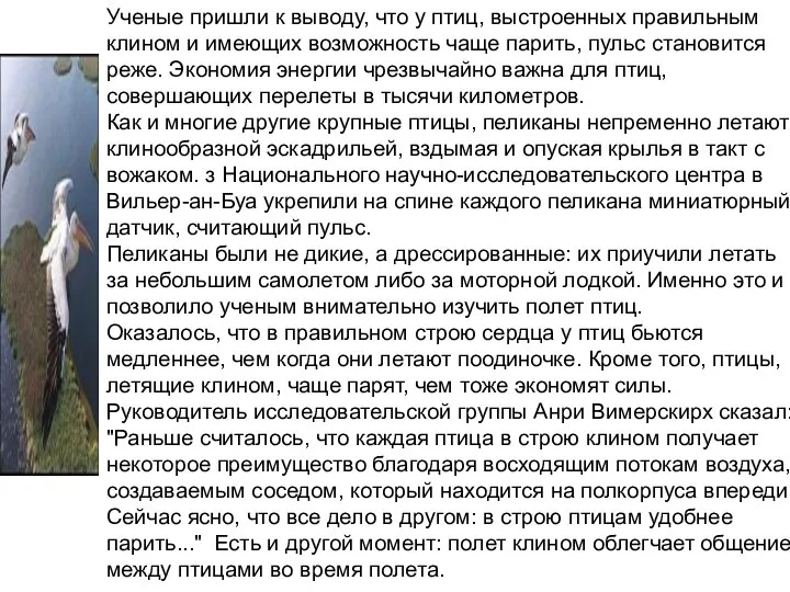 Ученые пришли к выводу, что у птиц, выстроенных правильным клином и