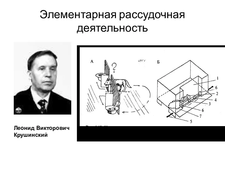 Элементарная рассудочная деятельность Леонид Викторович Крушинский