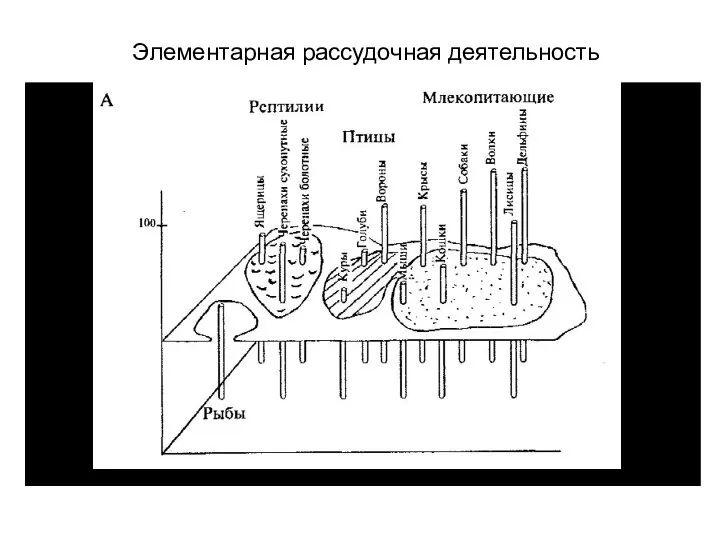 Элементарная рассудочная деятельность