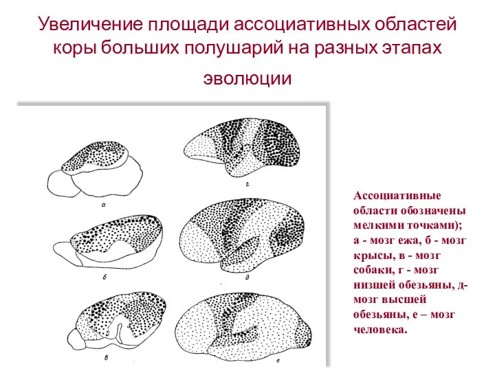 Увеличение площади ассоциативных областей коры больших полушарий на разных этапах эволюции