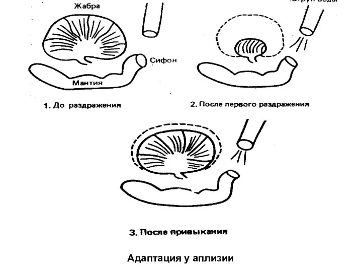 Адаптация у аплизии