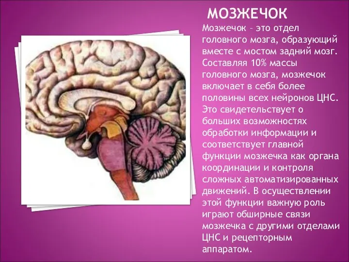 МОЗЖЕЧОК Мозжечок – это отдел головного мозга, образующий вместе с мостом