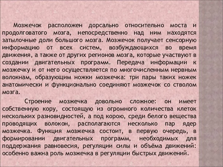 Мозжечок расположен дорсально относительно моста и продолговатого мозга, непосредственно над ним