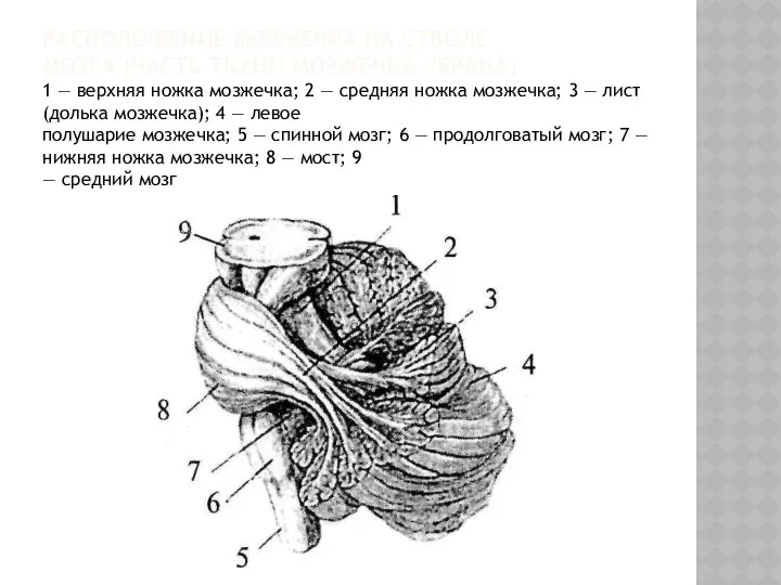 РАСПОЛОЖЕНИЕ МОЗЖЕЧКА НА СТВОЛЕ МОЗГА (ЧАСТЬ ТКАНИ МОЗЖЕЧКА УБРАНА) 1 —