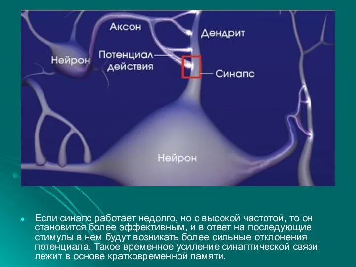 Если синапс работает недолго, но с высокой частотой, то он становится