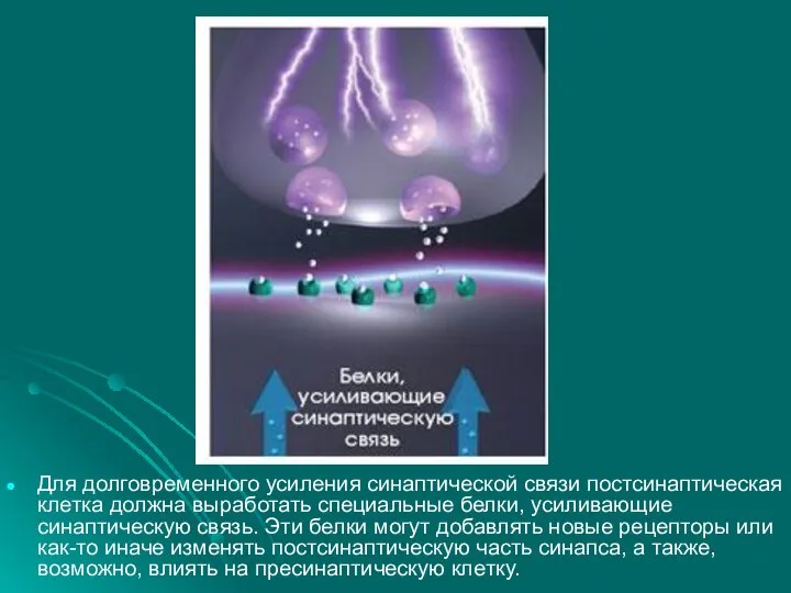 Для долговременного усиления синаптической связи постсинаптическая клетка должна выработать специальные белки,