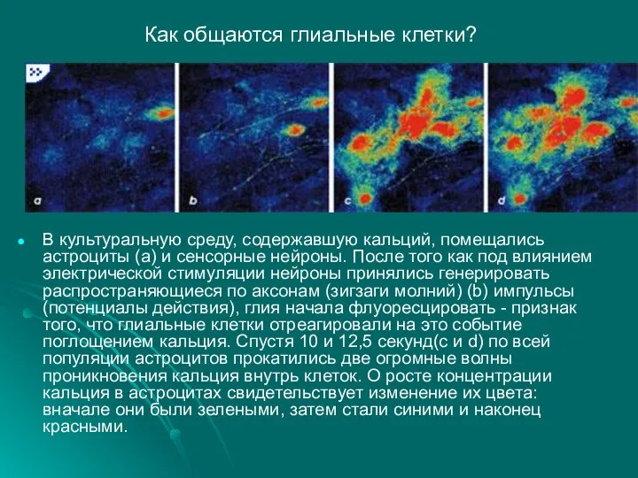 В культуральную среду, содержавшую кальций, помещались астроциты (а) и сенсорные нейроны.