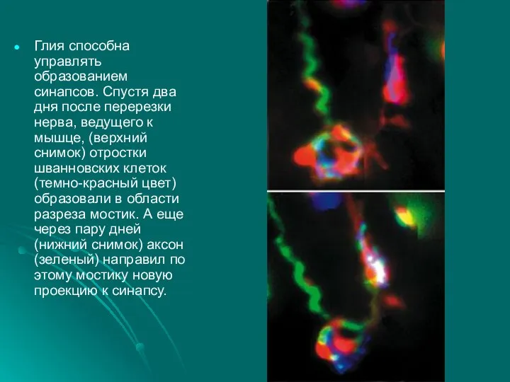 Глия способна управлять образованием синапсов. Спустя два дня после перерезки нерва,