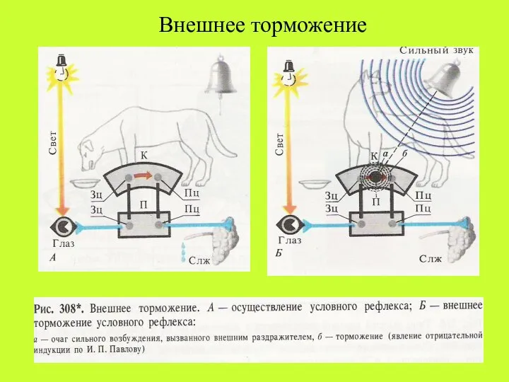 Внешнее торможение