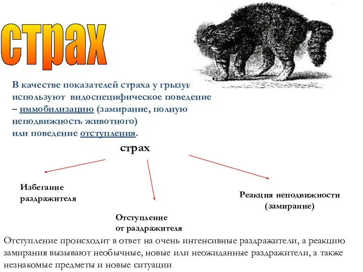 страх В качестве показателей страха у грызунов используют видоспецифическое поведение –